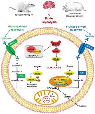 The mTORC1/eIF4E/HIF-1α Pathway Mediates Glycolysis to Support Brain Hypoxia Resistance in the Gansu Zokor, Eospalax cansus